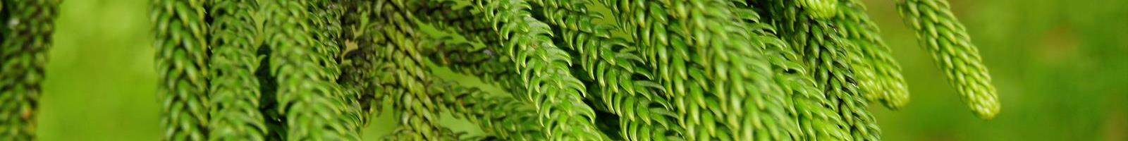 faq section header 1