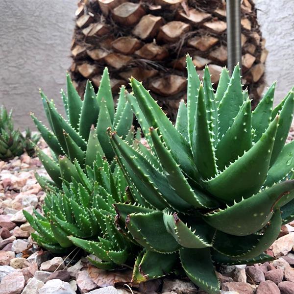 Placeholder circular natal chart wheel